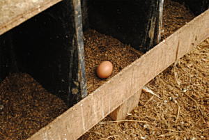 巣箱の卵